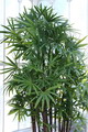 Rhapis Palm